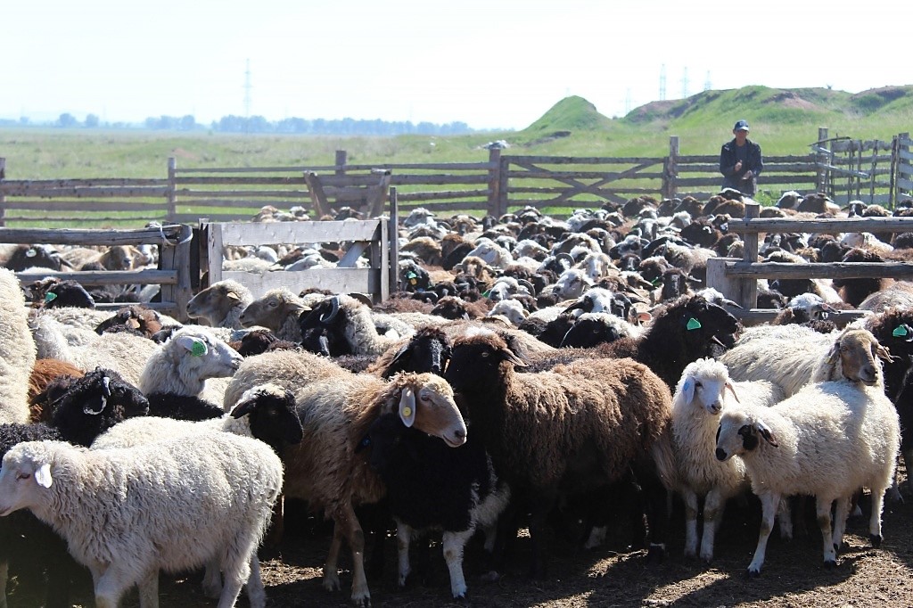 Кфх хакасии. Хакасия земледелие. Хакасия земледелие. Кфх хакасии. Кфх хакасии.